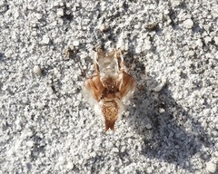 Pseudovates chlorophaea