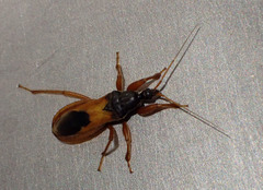 Ectomocoris