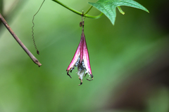 Passiflora costaricensis