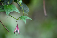 Passiflora costaricensis