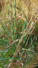 Eragrostis secundiflora