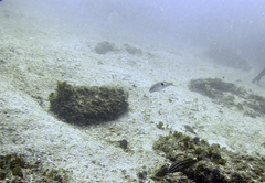 Parupeneus pleurostigma