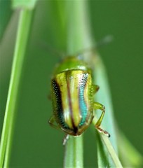 Calomela juncta