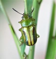 Calomela juncta