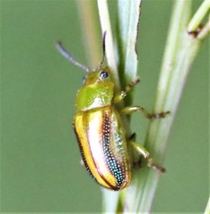 Calomela juncta