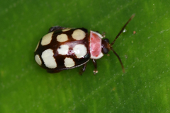 Alagoasa bipunctata perennis