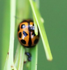 Peltoschema basicolle