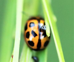 Peltoschema basicolle