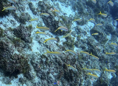 Mulloidichthys vanicolensis