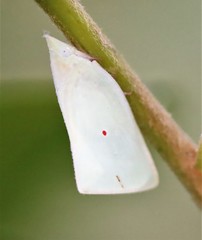Colgaroides acuminata