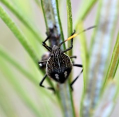 Poecilometis strigatus