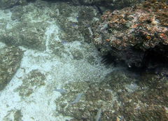 Pterocaesio digramma