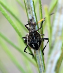 Poecilometis strigatus
