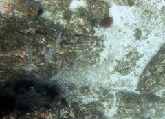 Pterocaesio digramma