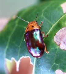 Platymela sticticollis