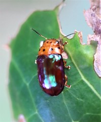 Platymela sticticollis