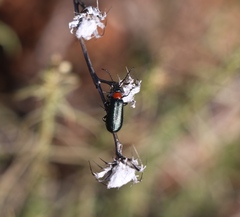 Lytta crotchii