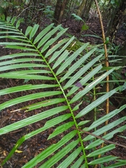 Calamus moti