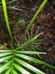 Calamus moti
