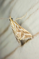 Sedenia rupalis