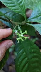 Palicourea racemosa