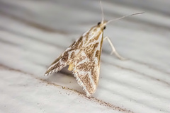 Sedenia rupalis