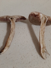 Austroboletus gracilis