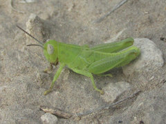 Melanoplus packardii