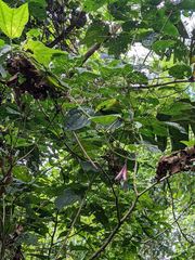 Passiflora costaricensis
