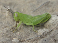 Melanoplus packardii