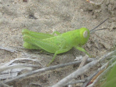 Melanoplus packardii