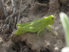 Melanoplus packardii