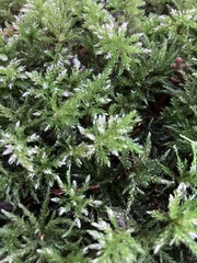 Leucolepis