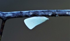 Colgaroides acuminata