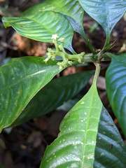 Palicourea racemosa