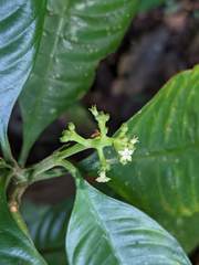 Palicourea racemosa