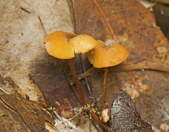 Marasmius elegans