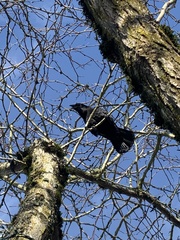 Corvus brachyrhynchos