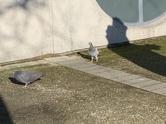 Columba livia domestica