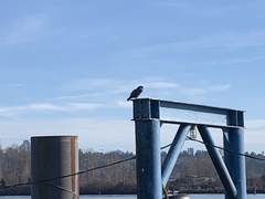 Columba livia domestica