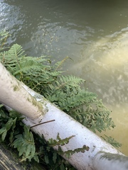 Polypodium glycyrrhiza
