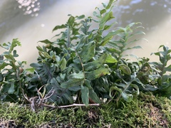 Polypodium glycyrrhiza