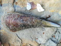 Pinna nobilis