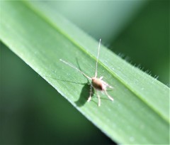 Glaphyristis marmarea