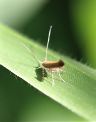 Glaphyristis marmarea