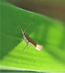 Glaphyristis marmarea