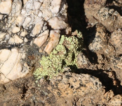 Acarospora schleicheri