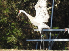 Antigone canadensis pulla