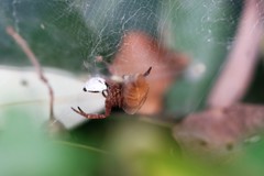 Cyrtophora crassipes