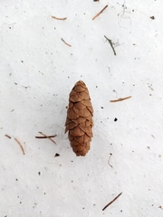 Picea glauca × engelmannii